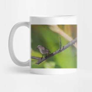 Redstart resting on a branch Mug